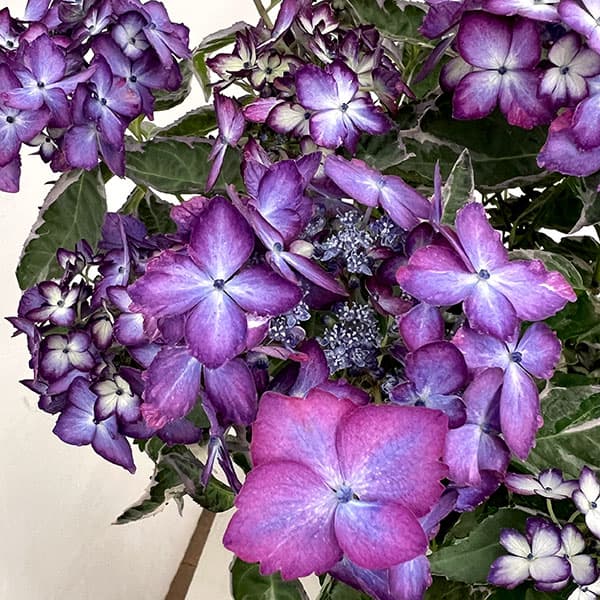 ヤマアジサイ：陽炎（カゲロウ）ブルー5.5号鉢植え