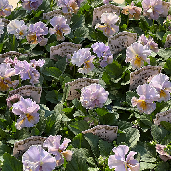 【お1人様3ポットまで】ビオラ：プチトリアノン　ローランサングレー3.5号ポット