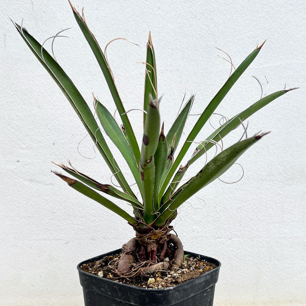 ユッカ:カルネロサーナ(根上がり仕立て) 4号鉢植え