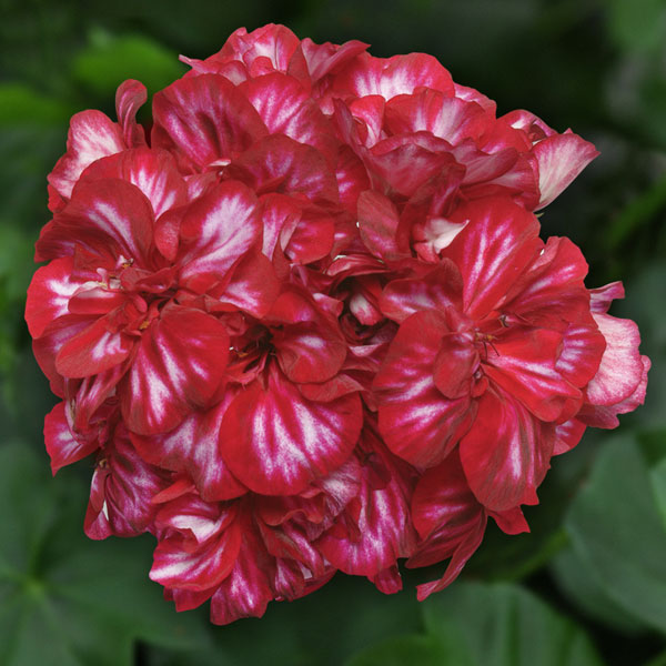 アイビーゼラニウム：カラーケード バーガンディーアイス4号ポット の