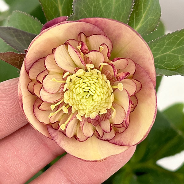 クリスマスローズ：*サンセットオーケストラ4.5号ポット