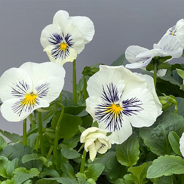 パンジー：キャッツ ホワイト3-3.5号ポット