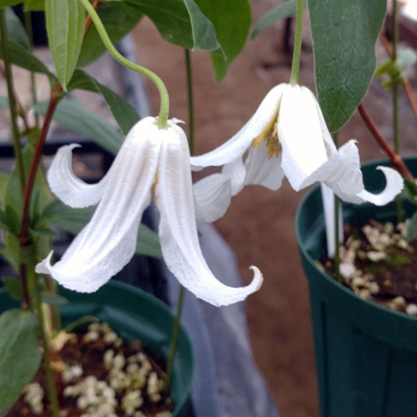 クレマチス：アルバ imp 4号ロングポット（インテグリフォリア系）