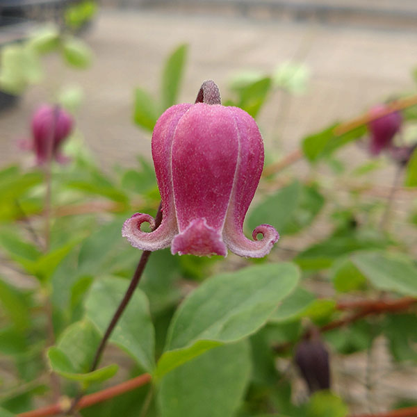 クレマチス：ティンクルベリー4号ポット（ヴィオルナ系）