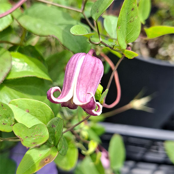 クレマチス：パープルマイルストーン4号ポット（ヴィオルナ系）