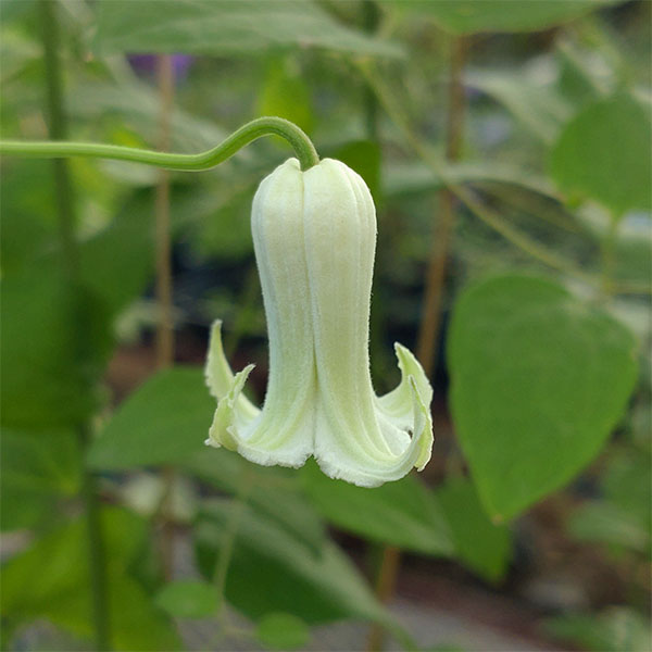 クレマチス：シロノクリスパ（白のクリスパ）4号ポット（ヴィオルナ系）