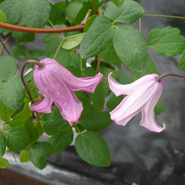 クレマチス：オドリバ・ウスゾメ（踊場・薄染）4号ポット（ヴィオルナ系）