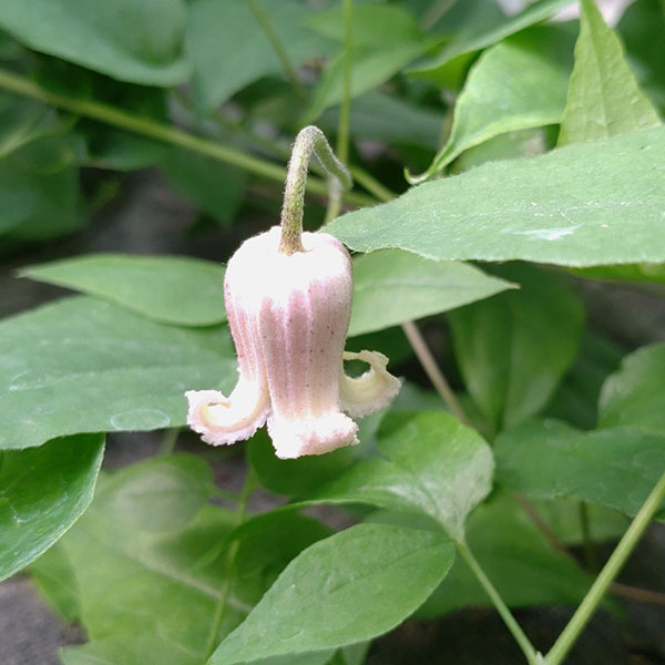 クレマチス：ツムギ（紬）4号ポット（ヴィオルナ系）