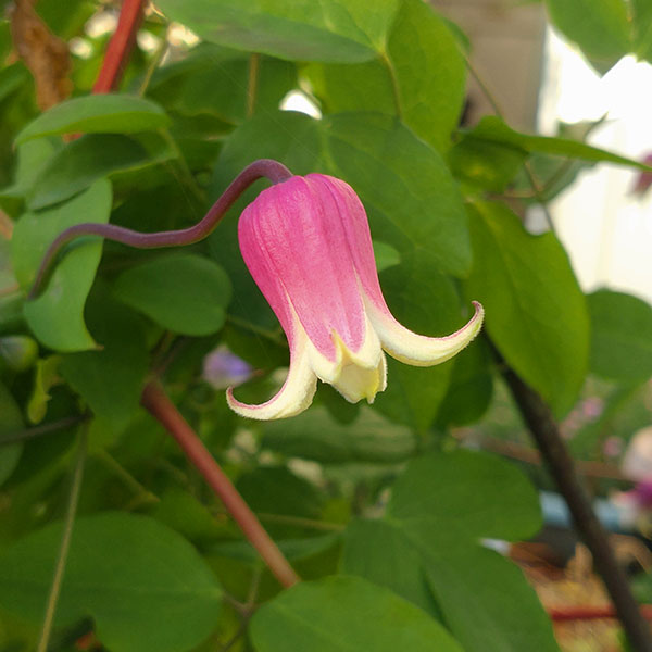 クレマチス：リンコウ（林光）4号ポット（ヴィオルナ系）