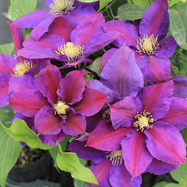 クレマチス：アヤノ（綾乃）4号ロングポット