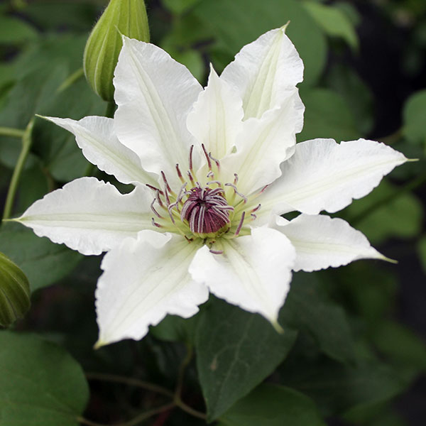 クレマチス：セッケイ（雪渓）4号ロングポット