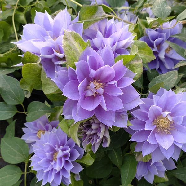 クレマチス：フジノカナタ（藤の彼方）4号ロングポット（早咲大輪系・八重）