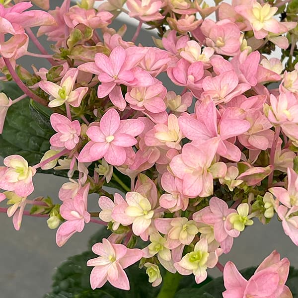 アジサイ:桜花乱舞(オウカランブ)3.5号ポット