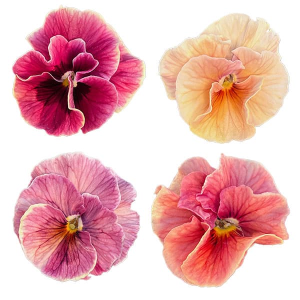 うえたコレクションビオラ：シャルマンロゼ3.5号ポット