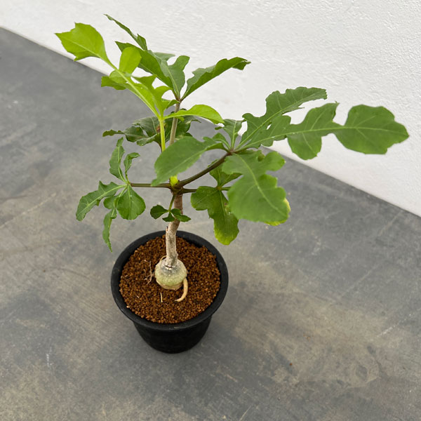 クッソニア:トランスバーレンシス 3号鉢植え