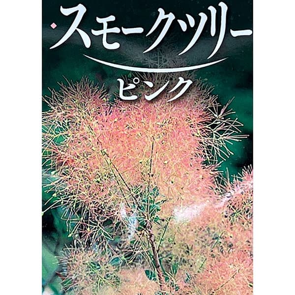スモークツリー：パステルシュシュ5号ポット