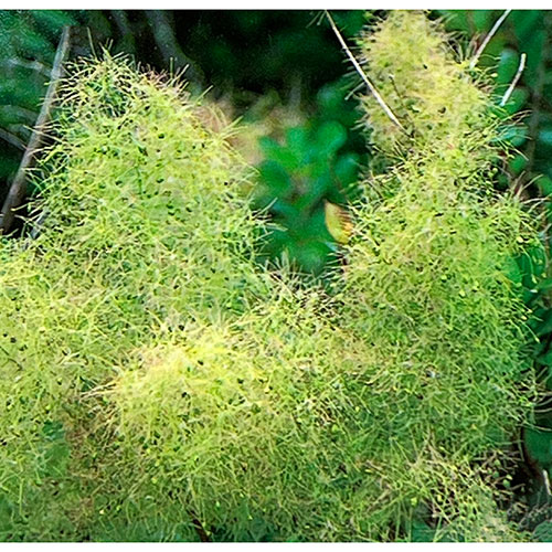 スモークツリー：シトロンシュシュ5-6号ポット