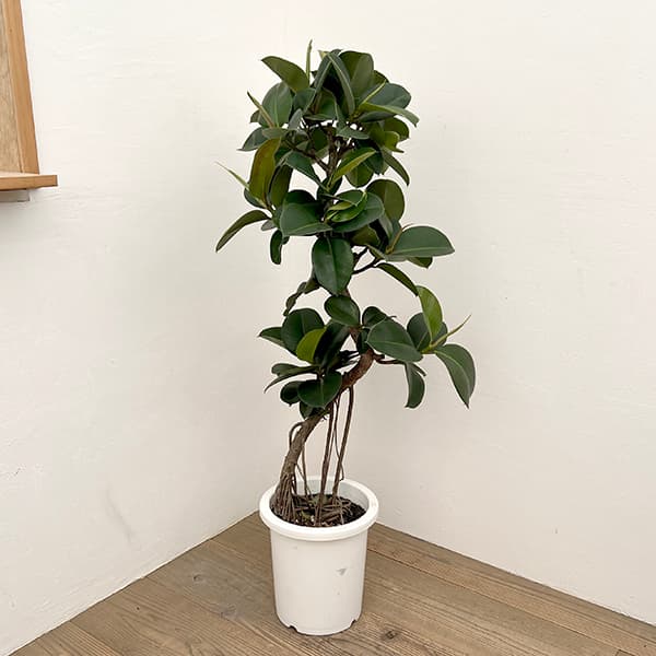 フィカス:ソフィア 8号鉢植え25-01