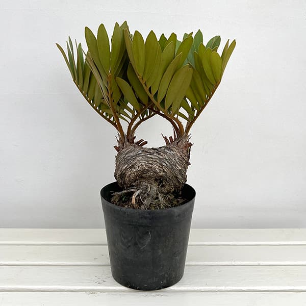 ザミア:フルフラセア 7号鉢植え25-05