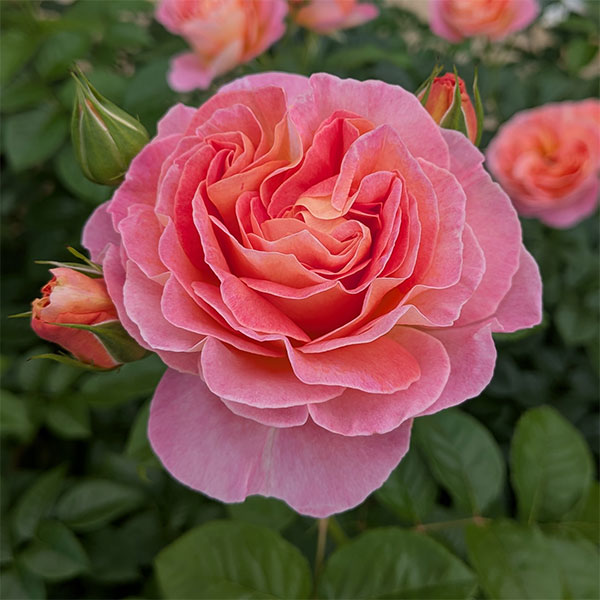 [26年5月中下旬予約]四季咲中輪バラ：ドルンブルガー シュロスローズ新苗