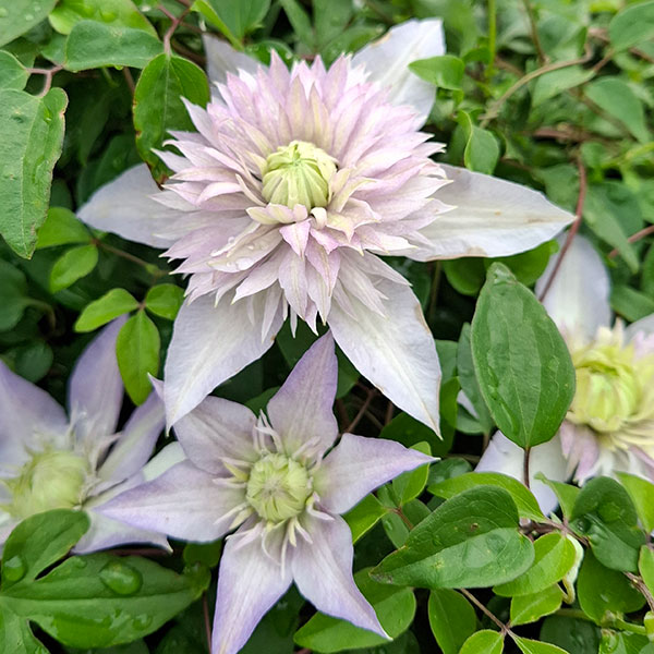 クレマチス：ヨウセイノウタゲ（妖精の宴）4号ロングポット