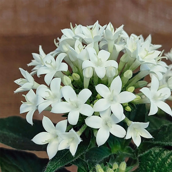 [26年5月中下旬予約]ペンタス：ドリームスター　ミルキームーン3.5号ポット