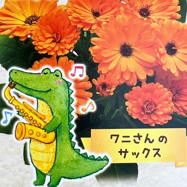 もこもこカレンジュラ：ワニさんのサックス（エミフル パンプキン）2.5号ロングポット