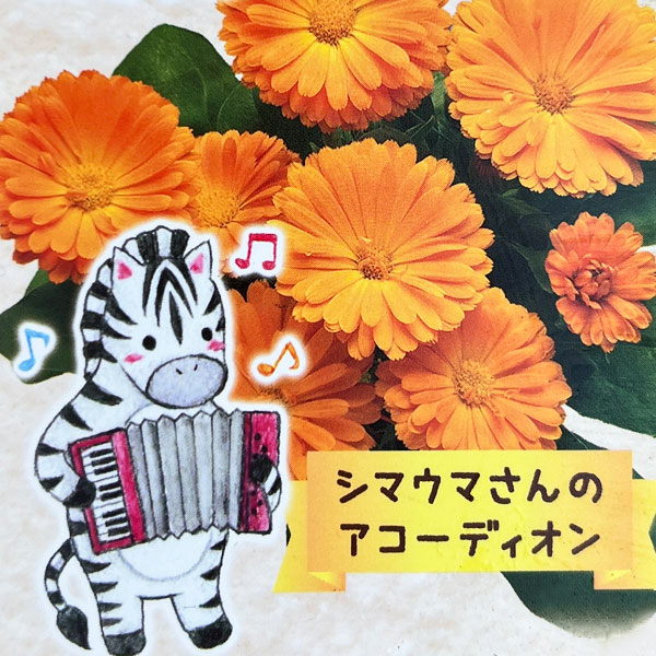 もこもこカレンジュラ：シマウマさんのアコーディオン（エミフル サンセット）2.5号ロングポット