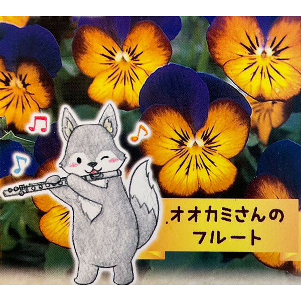 ビオラ：オオカミさんのフルート（フローラルパワー ゴールデンブルース）2.5号ロングポット