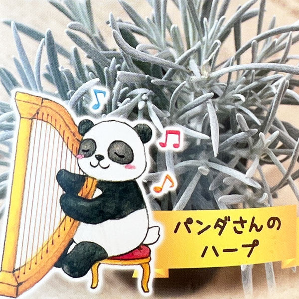ヘリクリサム：パンダさんのハープ（シルバースノー）2.5号ロングポット