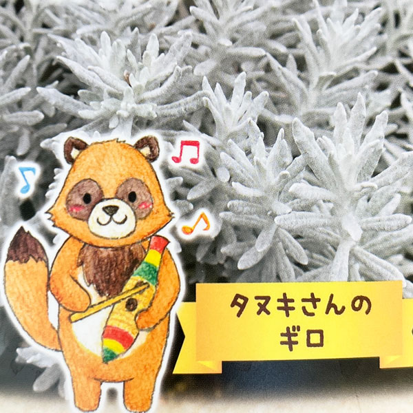 ヘリクリサム：タヌキさんのギロ（シルバーパティオ）2.5号ロングポット