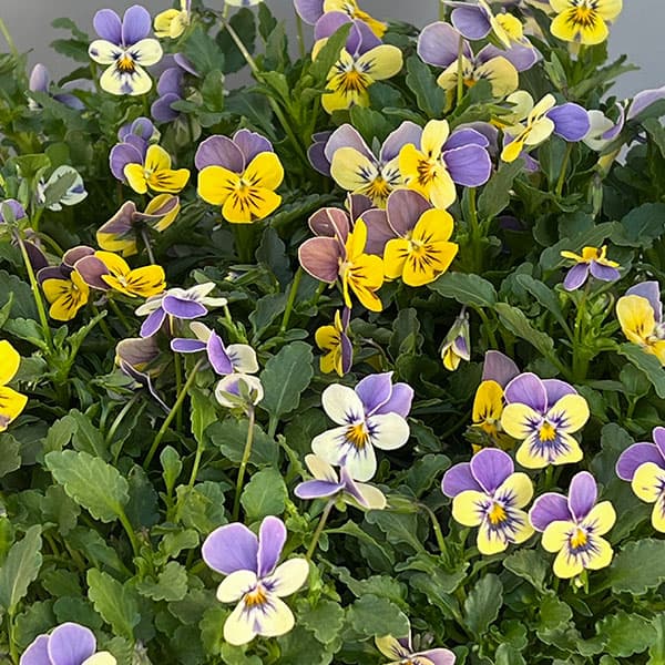 （わけあり特価）見元園芸さんのビオラ：にゃんにゃんぽこにゃんMIX3-3.5号ポット*