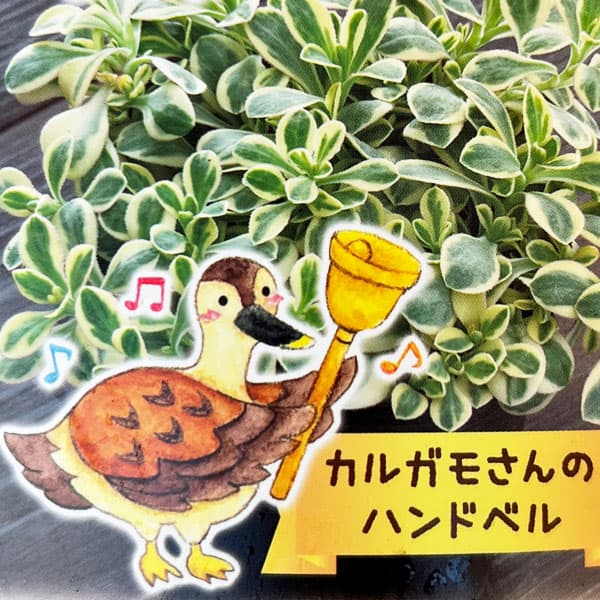 シレネ：カルガモさんのハンドベル（ユニフローラ）2.5号ロングポット