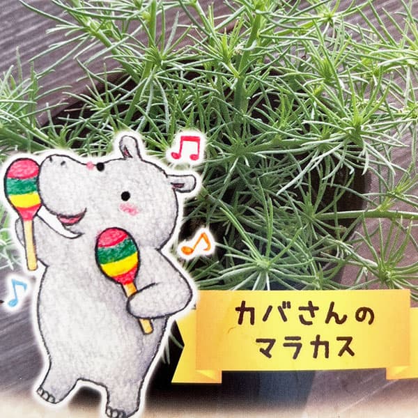 ロータス：カバさんのマラカス（コットンキャンディ）2.5号ロングポット