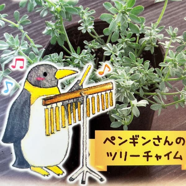 ロータス：ペンギンさんのツリーチャイム（クレティクス）2.5号ロングポット