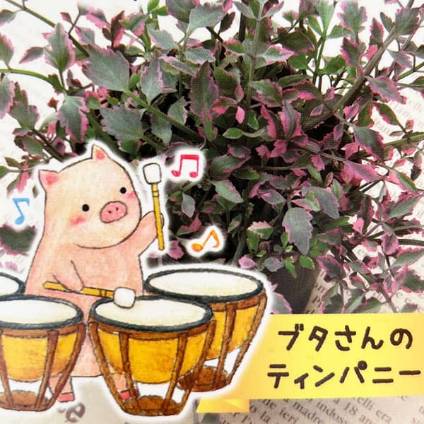 セリ：ブタさんのティンパニー（斑入り フラミンゴ）2.5号ロングポット