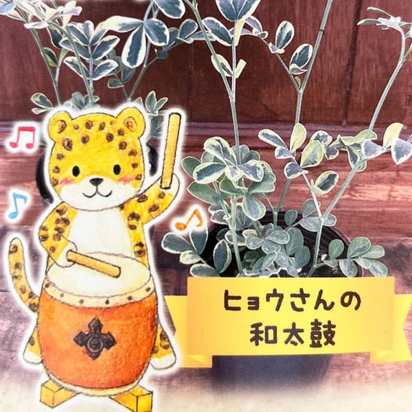 コロニラ：ヒョウさんの和太鼓（バレンティナバリエガータ）2.5号ロングポット