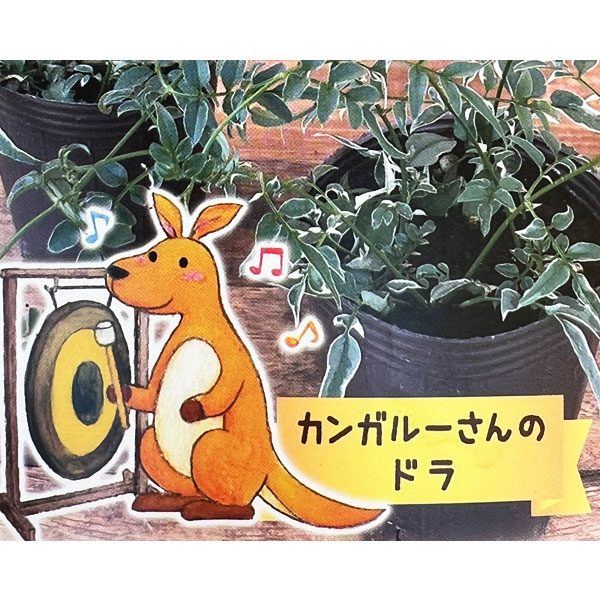 ハゴロモジャスミン：カンガルーさんのドラ（ミルキーウェイ）2.5号ロングポット