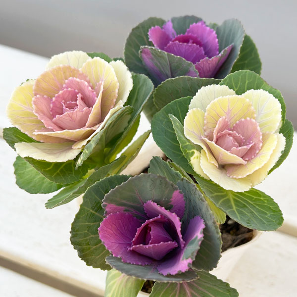 ハボタン：冬うらら＆ウィンターチェリー4本仕立て3号ポット