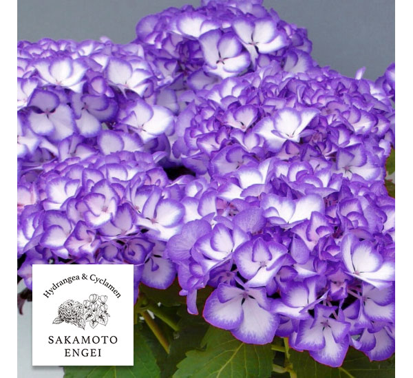 アジサイ：ジャパーニュ ミカコ（ブルー）3.5号ポット