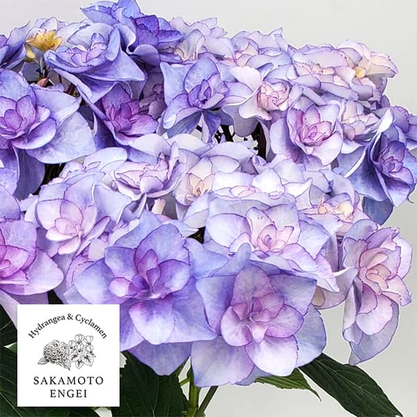 アジサイ：バロニー（ブルー）3.5号ポット