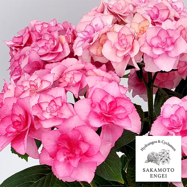 アジサイ：バロニー（ピンク）3.5号ポット