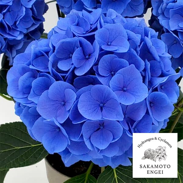 アジサイ：ペルル（ブルー）3.5号ポット