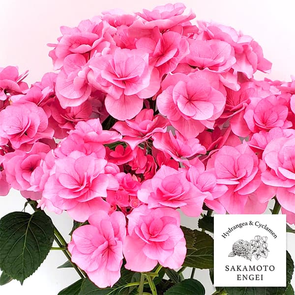 アジサイ：クレア（ピンク）3.5号ポット