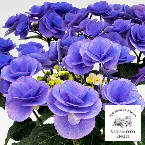 アジサイ：ポムポム（ブルー）3.5号ポット