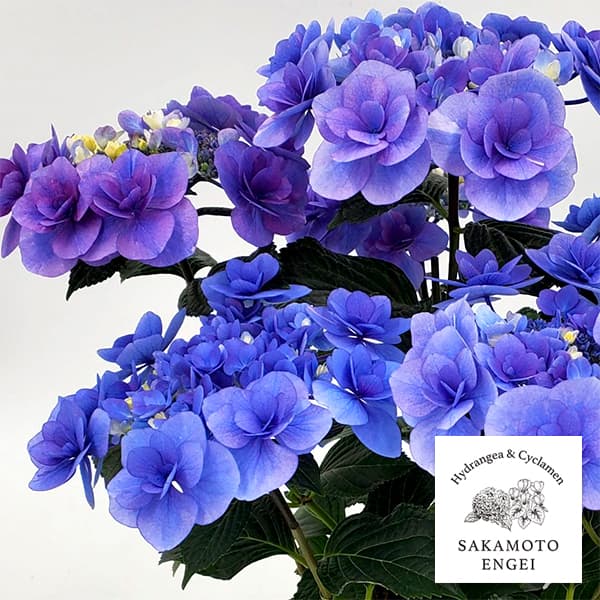 アジサイ：リリールー（ブルー）3.5号ポット