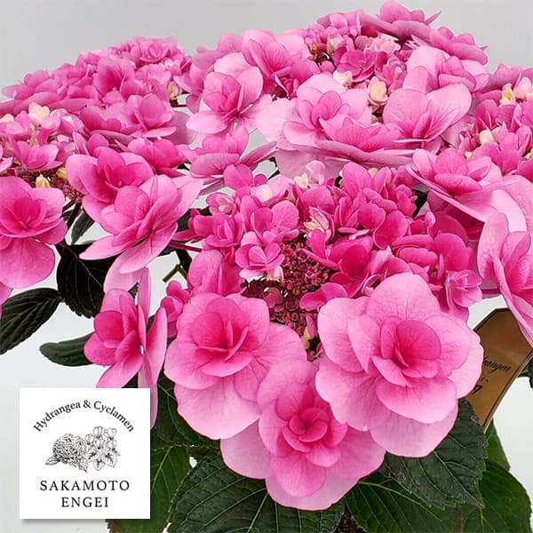 アジサイ：リリールー（ピンク）3.5号ポット