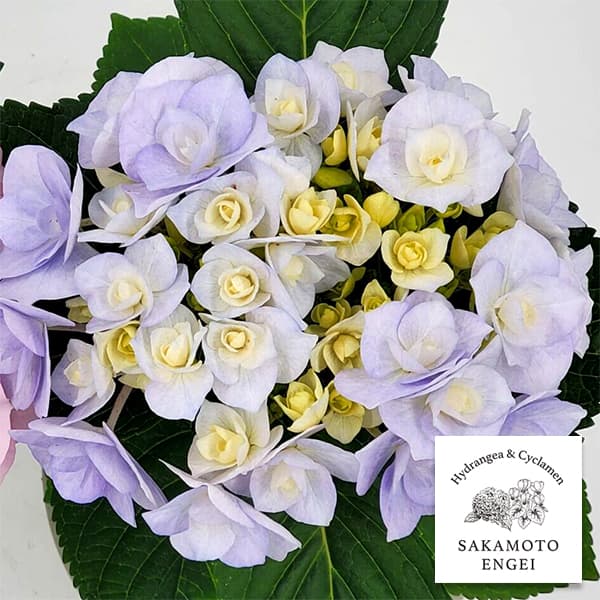 アジサイ：ノーブリア（ブルー）3.5号ポット