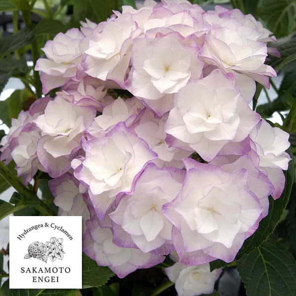 アジサイ：光雲（コウウン）（ブルー）3.5号ポット