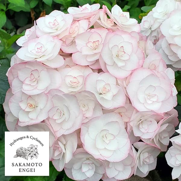 アジサイ：光雲（コウウン）（ピンク）3.5号ポット